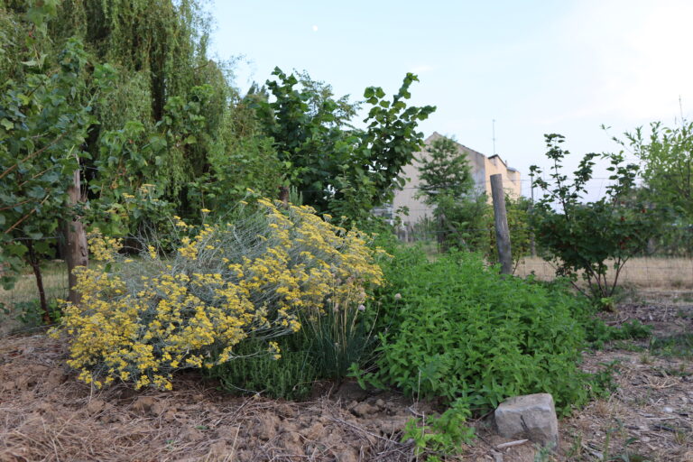 Les meilleures associations de légumes au potager